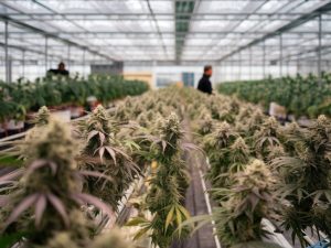 Swiss cannabis industry and business: opportunities and challenges in a growing market